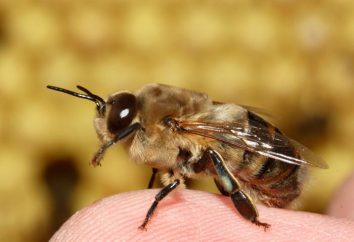 Drone – une abeille mâle