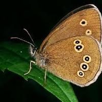 Farfalla limonnitsa – prima molla insetto