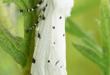 Bianco Moth – un parassita in giardino