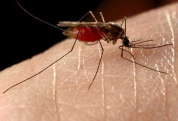 Vainillina de los mosquitos, o cómo protegerse de los insectos molestos