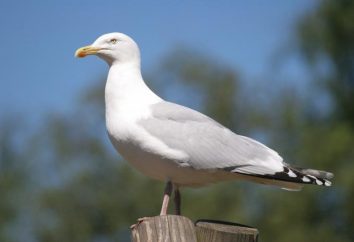 Herring Gull: fatos descrição, reprodução e interessantes