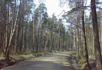 Rzhevskij Forest Park. Rzhevskij leśny park w dzielnicy Vsevolozhsk (Saint-Petersburg): Opinie