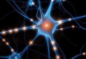 Quali sono i neuroni? La struttura e la funzione dei neuroni