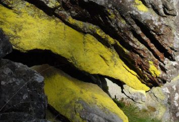 Qu'est-ce qu'un lichen? Lichens dans la nature. forme lichens