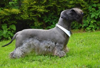 Cesky Terrier: Description de la race, photo, examine la nature et les habitudes