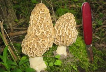Morel funghi: tipologie e mangiare
