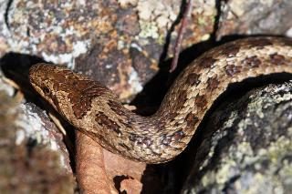 Serpente di Copperhead quanto sia pericoloso per l'uomo