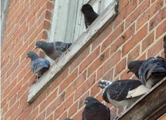 Sinais. Pombos sentam-se no peitoril da janela – o que significa isso?