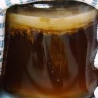 Quelles sont les propriétés utiles du champignon de thé et contre-indications