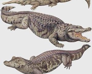 Miejmy zrozumieć różnicę między krokodyla od aligatora
