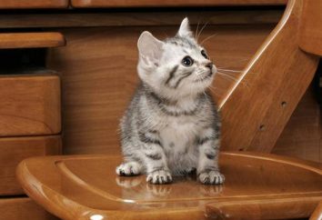 gato americano o kurtshaar estadounidense: Descripción de la raza, la naturaleza de fotos