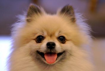 Pomeranian: manutenção e cuidados. Os cães domésticos pequenos raças