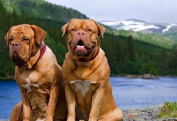 Molossi (perros): razas, foto, descripción