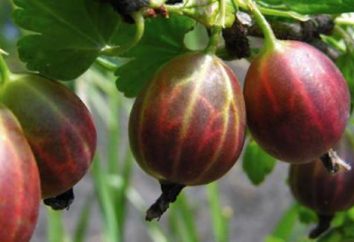 Le migliori varietà di uva spina per la periferia: descrizione, caratteristiche di coltivazione e recensioni