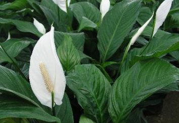 Perché non spathifillum fiorisce, lascia neri e asciutti sui bordi? Come curare correttamente questa pianta a casa?