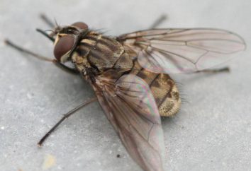 Mordere mosche – chi sono? Perché mosche gli esseri umani e gli animali morso?