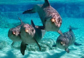 Os fatos mais interessantes sobre golfinhos. Fatos interessantes sobre golfinhos para crianças