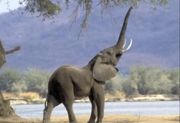 Ile mieszka słonia? Uczymy!