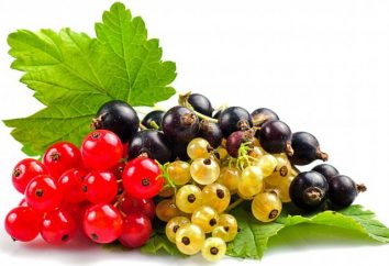Las mejores variedades de grosellas negras, rojas y blancas