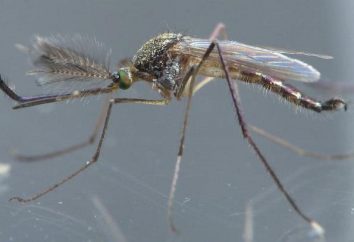 Mosquito-mirón: descripción y fotos