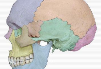 Topografia e anatomia del cranio