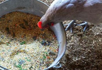 Cereais para galinhas poedeiras: composição vitamina e instrução