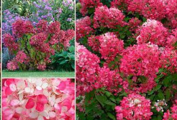 Hydrangea paniculata Diament Rouge: sadzenie i pielęgnacja, mnożenie, opinie