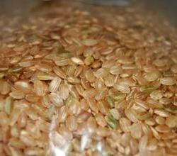 Borace riso – cereale sano sulla nostra tavola