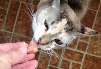 Friandises pour chats: un plaisir à ne pas nuire