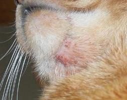 Acne in gatti: forme e sintomi di infezione