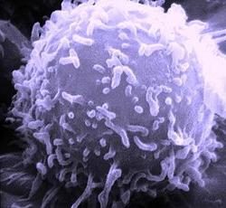 lymphocytes augmentation: qui est à blâmer et ce qu'il faut faire?