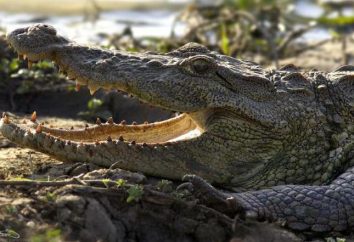 Krokodyla Swamp: opis, rozmiar, styl życia, siedlisko
