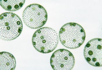 algas unicelulares: características estructurales. Representantes de algas unicelulares