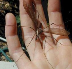 Wildlife: Jak duże są komary?