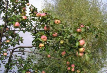 Verão macieira listrado: a descrição da variedade, o tempo de maturação. Como plantar uma árvore de maçã na mola