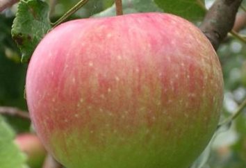 Sadzenie drzew jabłoni jesienią w Moskwie. Karłowate jabłonie na przedmieściach: gatunek