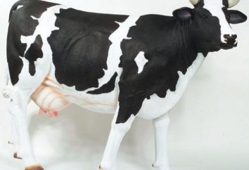 Las vacas de raza negro-abigarrada, su reproducción, la productividad