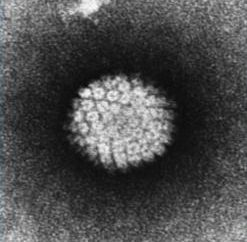 infecção pelo papilomavírus humano: o básico