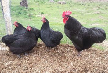 Moscovo galinhas da raça negra: descrição, fotos, comentários