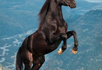 Karachai caballos de raza: Descripción y fotos