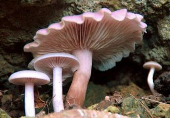 Los cuerpos de los hongos están formados por qué? características estructurales del cuerpo del hongo