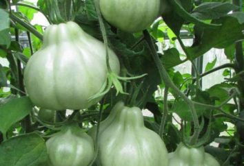 Pomidor „Różowe figi”: cechy i korzyści z uprawy