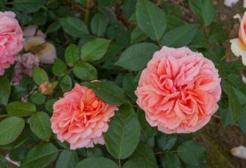 Chippendale – rose comme une œuvre d'art