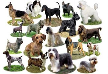 Saiba interessante: quais são as raças de cães