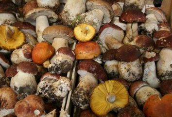 Zasady zbierania grzybów. Warunki zbierając grzyby dla dzieci