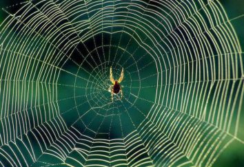 ¿Qué es la web, y por qué las arañas tejen
