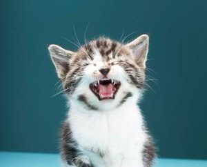 Rinotracheite nei gatti – sintomi, trattamento e la prevenzione