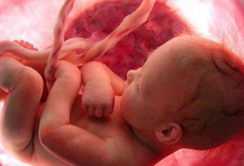 Che cosa è placenta?