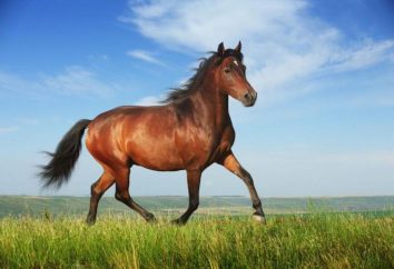 Wie das Pferd nutzen: wie, Konsistenz und Beratung