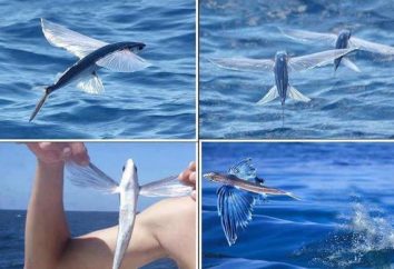 una victoria sobre la lógica de la naturaleza – Flying Fish.